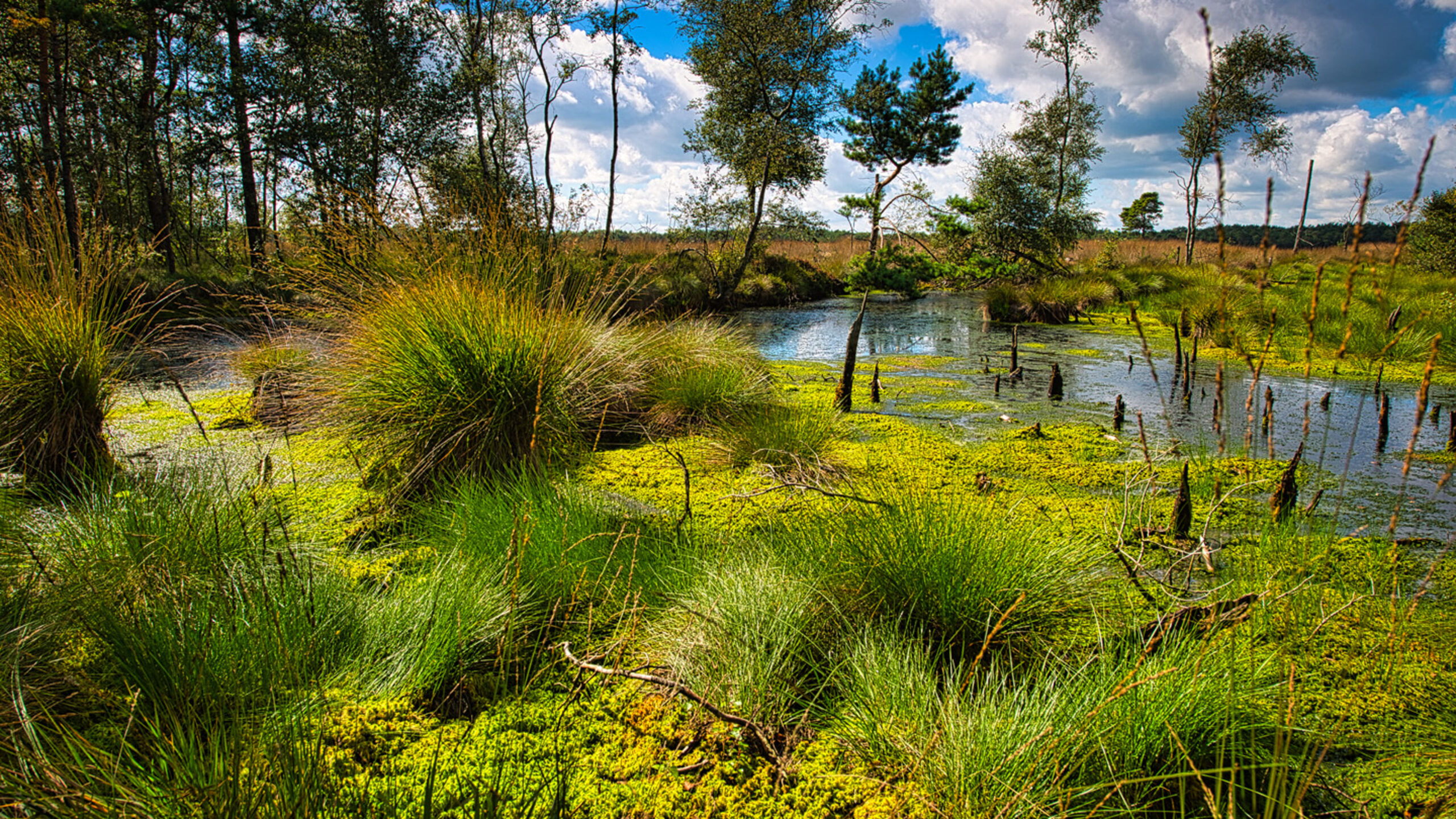 Moor-Express <br> 19. August <br> 10:30 Uhr – Bild 5